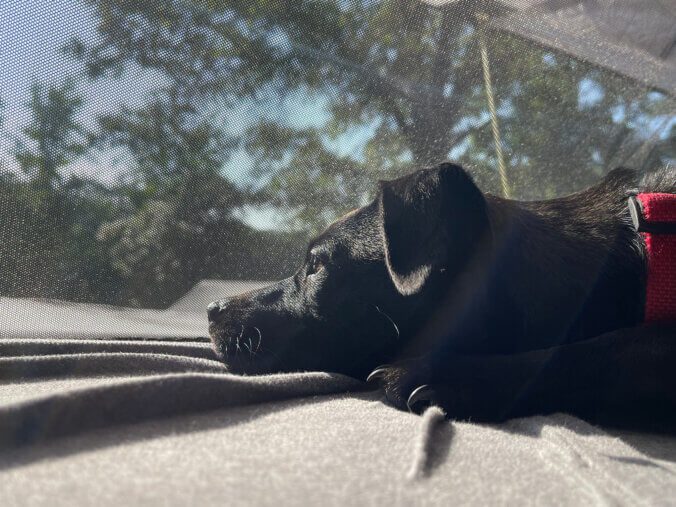 Winston looking out the tent