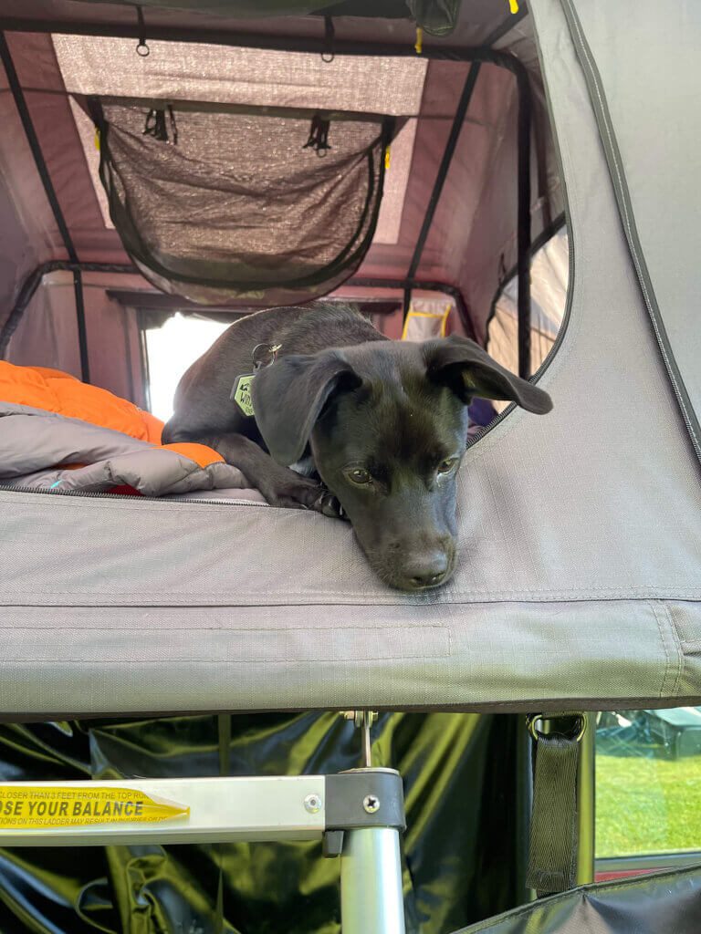 Winston Looking out the door of the tent. 